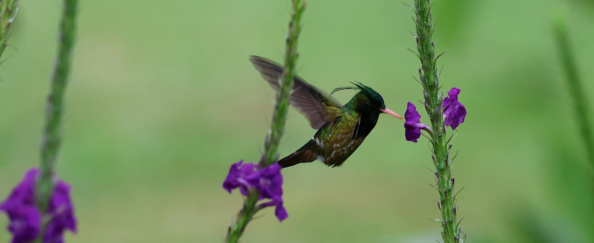 Humming-bird, Source: Unsplash